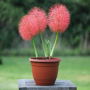 SCADOXUS MULTIFLORUS