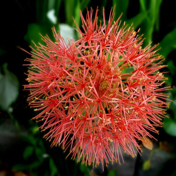 SCADOXUS MULTIFLORUS - Image 5