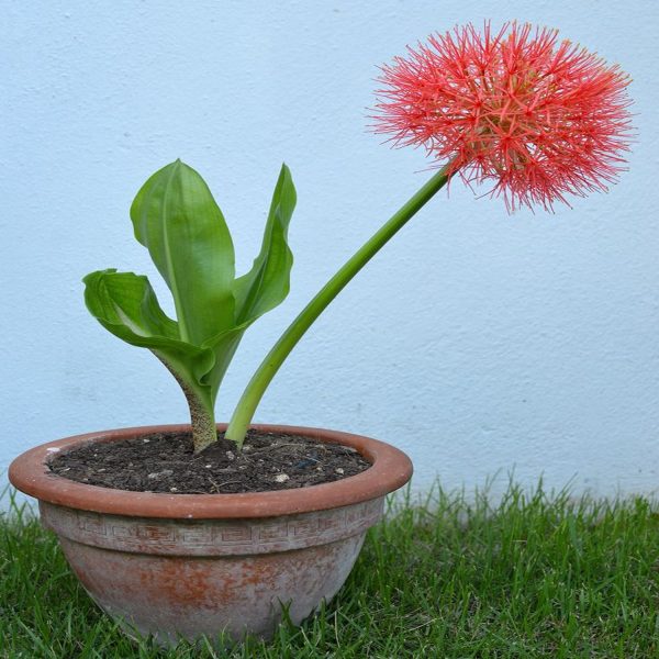SCADOXUS MULTIFLORUS - Image 4