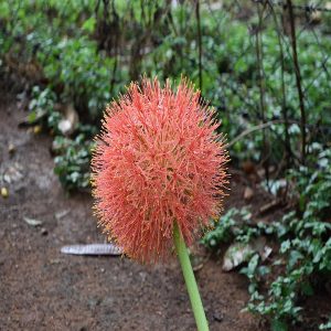 SCADOXUS MULTIFLORUS