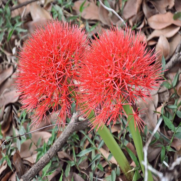 SCADOXUS MULTIFLORUS - Image 6