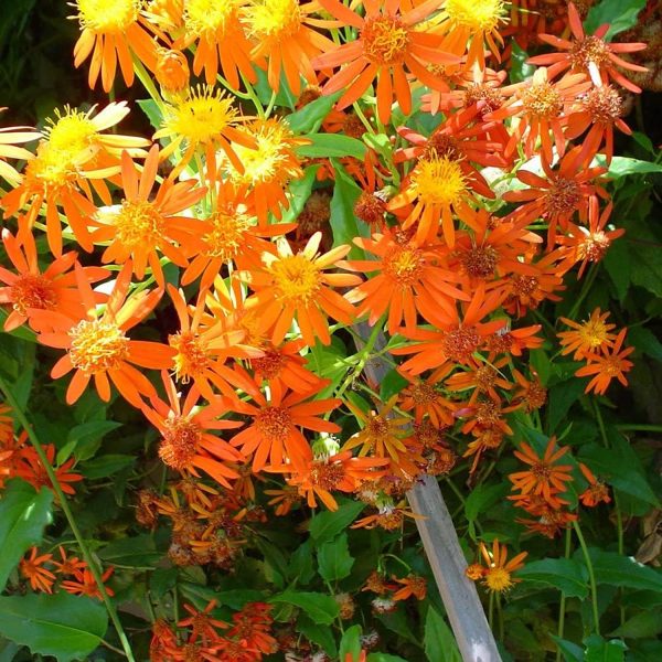 SENECIO CONFUSUS - Image 3