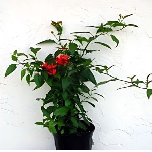 SENECIO CONFUSUS