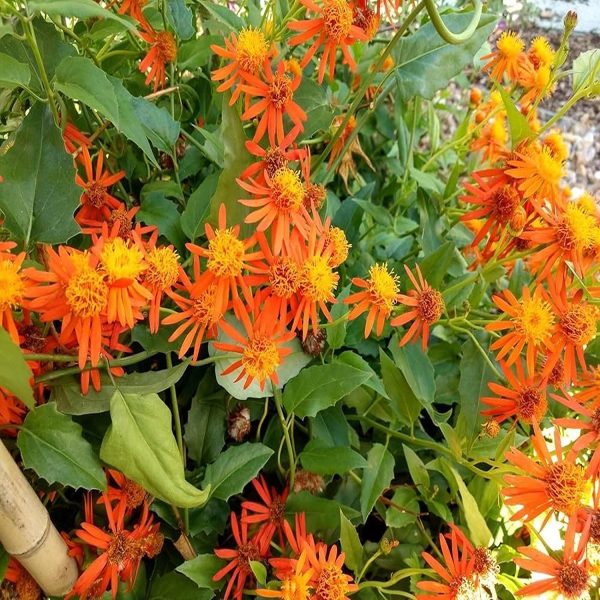 SENECIO CONFUSUS - Image 2