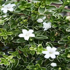 SERISSA FOETIDA