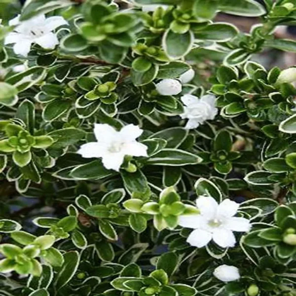 SERISSA FOETIDA - Image 2