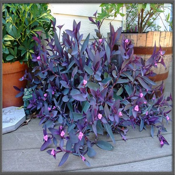 SETCREASEA PURPUREA - Image 3