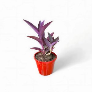 SETCREASEA PURPUREA