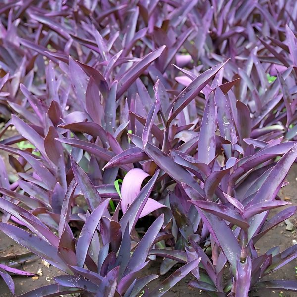 SETCREASEA PURPUREA - Image 4