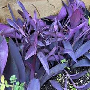 SETCREASEA PURPUREA