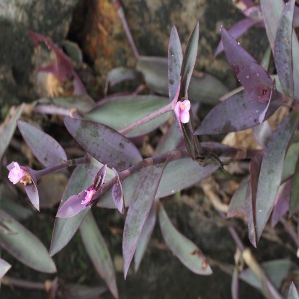 PHP-SETCREASEA SPECIES - Image 2