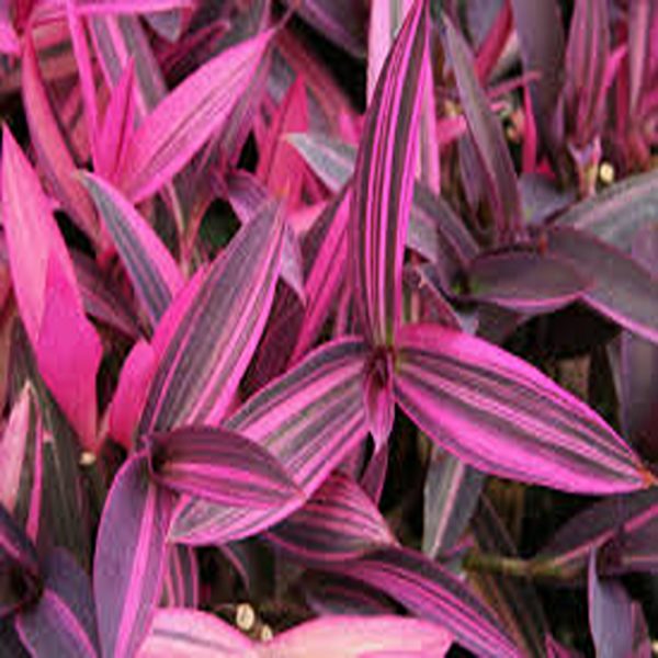 PHP-SETCREASEA SPECIES - Image 5