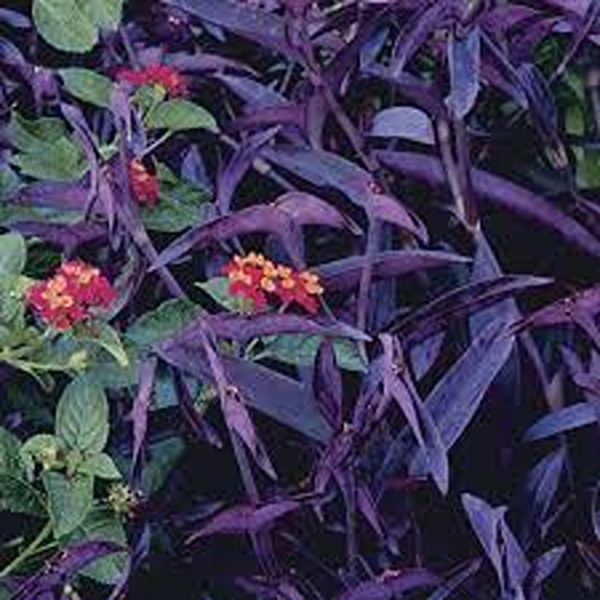 PHP-SETCREASEA SPECIES - Image 4