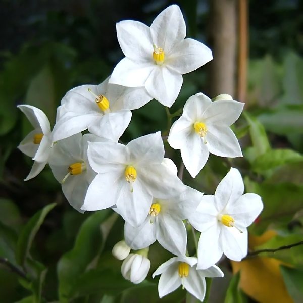 SOLANUM SEAFOR. - Image 4