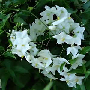 SOLANUM SEAFOR.