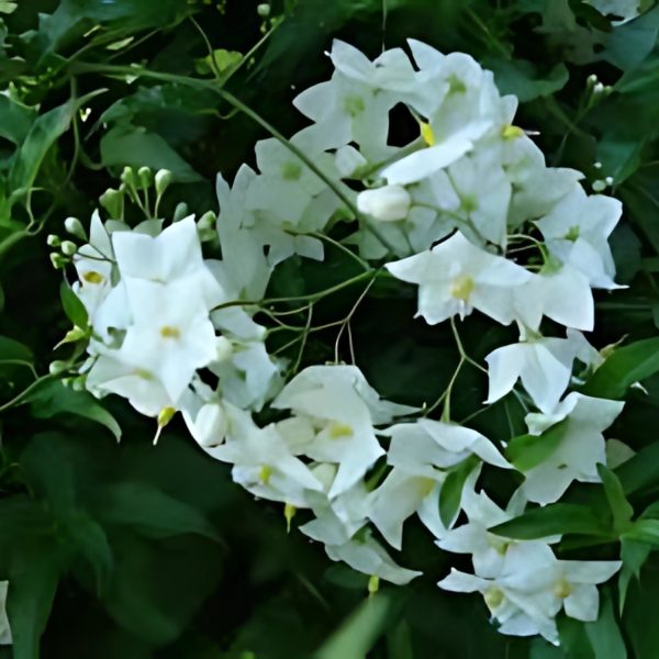 SOLANUM SEAFOR. - Image 2