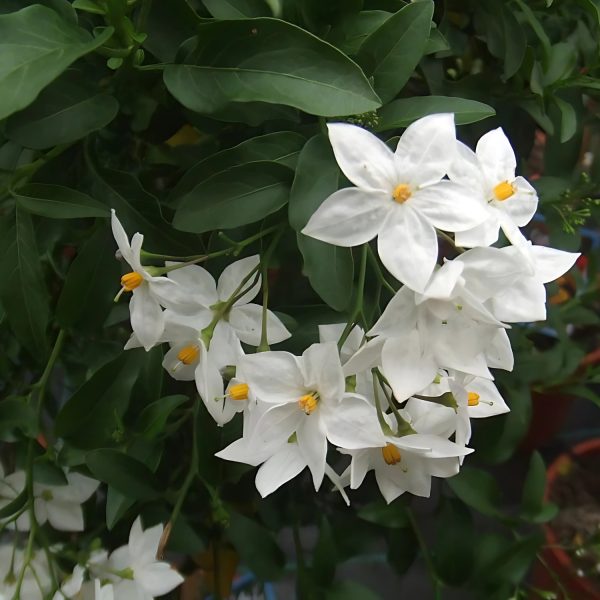 SOLANUM SEAFOR. - Image 3
