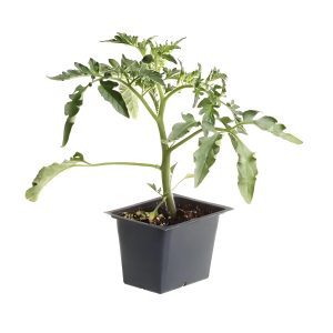 SOLANUM SEAFOR.