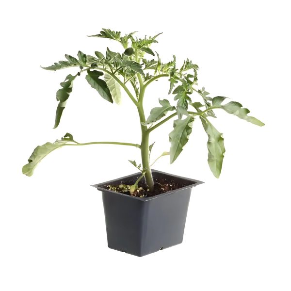 SOLANUM SEAFOR.