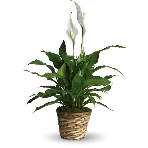 HP-SPATHIPHYLLUM WALLISII