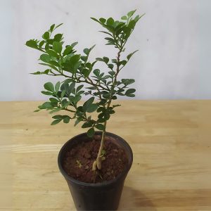 LIMONIA ACIDISSIMA
