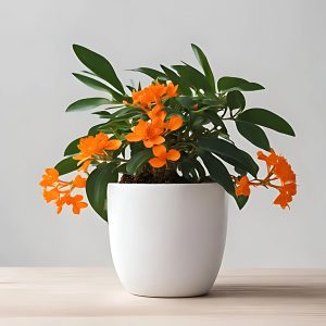 RUTTYA FRUTICOSA