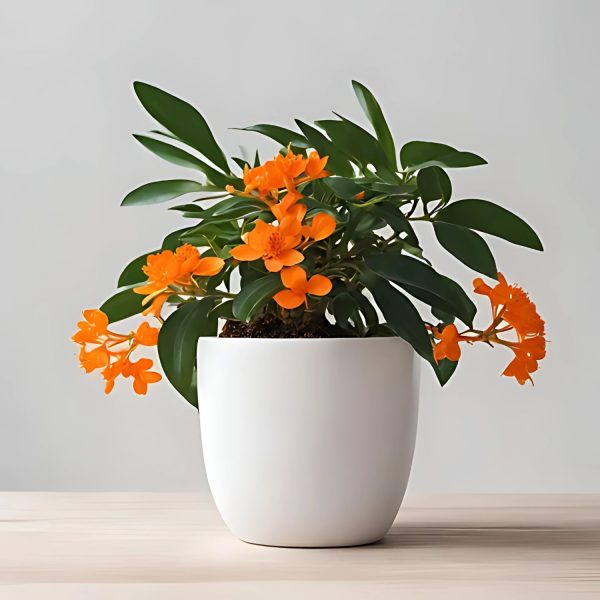 RUTTYA FRUTICOSA