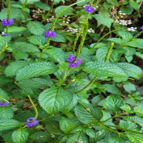 STACHYTARPHETA INDICA - Image 4