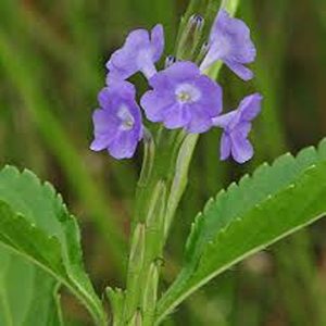 STACHYTARPHETA INDICA