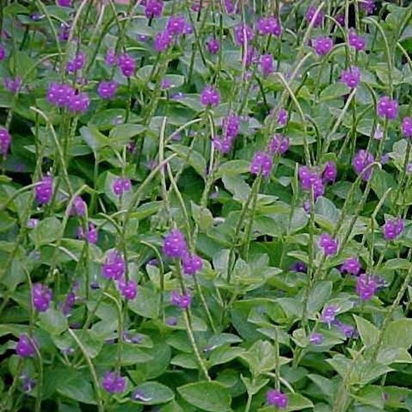 STACHYTARPHETA INDICA - Image 3