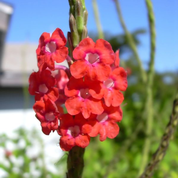 STACHYTARPHETA MUTABILIS - Image 4