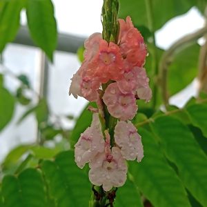 STACHYTARPHETA MUTABILIS
