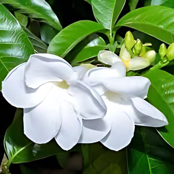 STEMMADENIA BELLA - Image 4