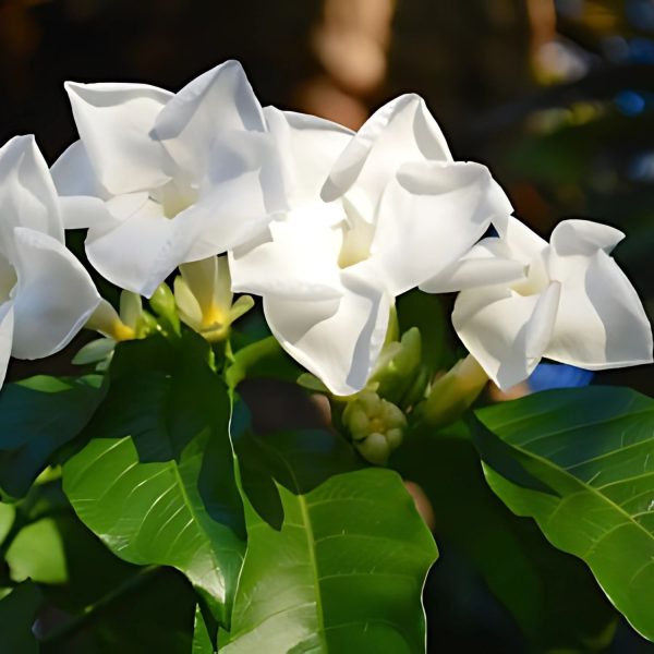 STEMMADENIA BELLA - Image 3