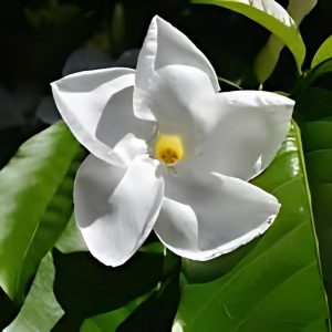 STEMMADENIA BELLA