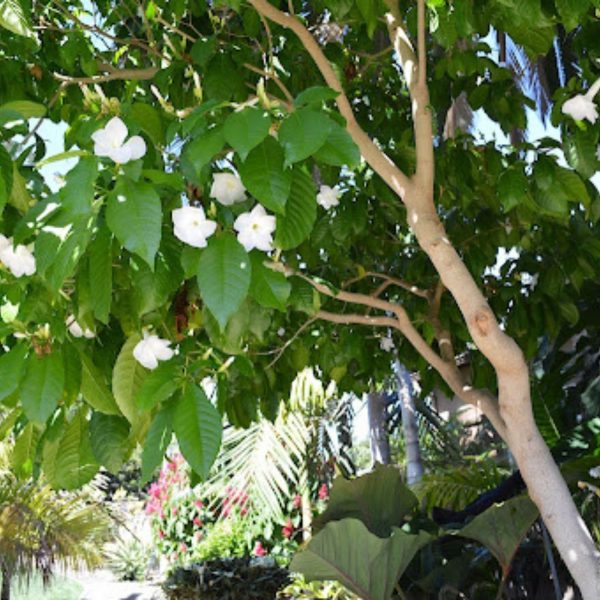 STEMMADENIA BELLA