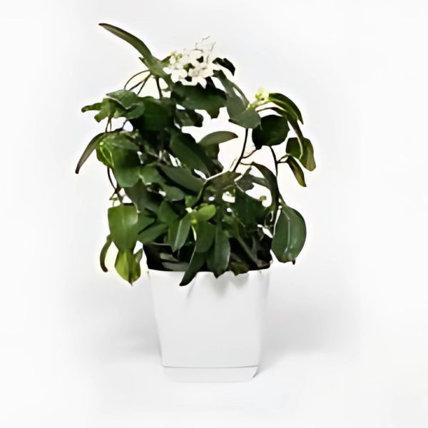 STEPHANOTIS FLOR. - Image 5
