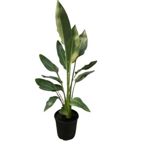 HP-STRELITZIA REGINAE