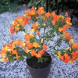 STREPTOSOLEN JAMESONI