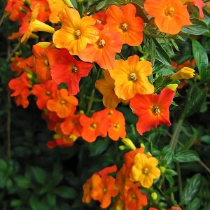 STREPTOSOLEN JAMESONI