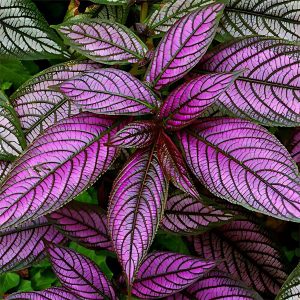 STROBILANTHES DYERIANUS
