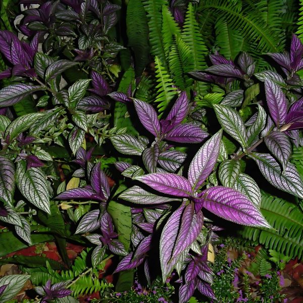 STROBILANTHES DYERIANUS - Image 3