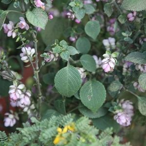 STROBILANTHES GLOMERATUS