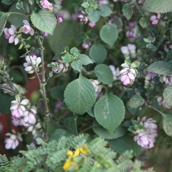 STROBILANTHES GLOMERATUS - Image 2