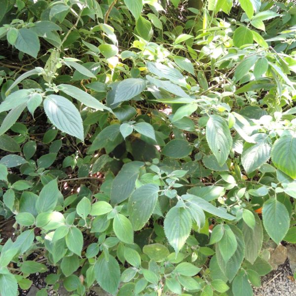 STROBILANTHES GLOMERATUS - Image 4