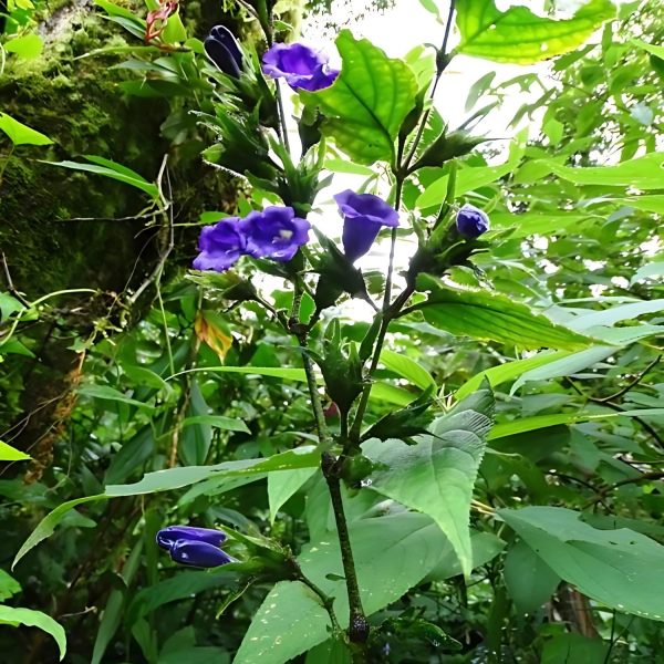 STROBILANTHES GLOMERATUS - Image 3