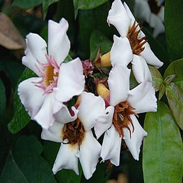 STROPHANTHUS DICHOTOMOUS - Image 3