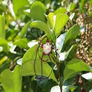 STROPHANTHUS DICHOTOMOUS