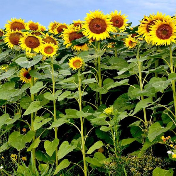 SUNFLOWER - Image 5