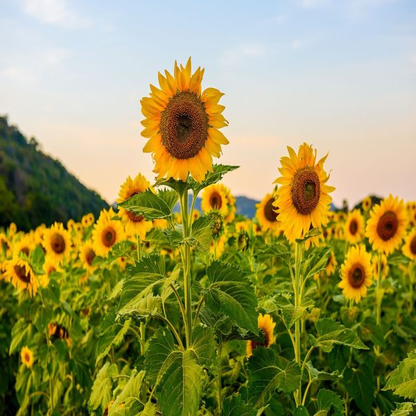 SUNFLOWER SPP., - Image 4